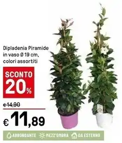 Iper La Grande Dipladenia piramide in vaso o 19 cm , colori assortiti offerta