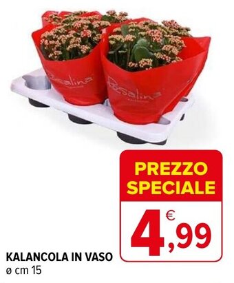 Iperal Kalancola in vaso ø cm 15 offerta