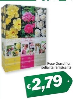 Ard Discount Rose grandifiori polianta rampicante offerta