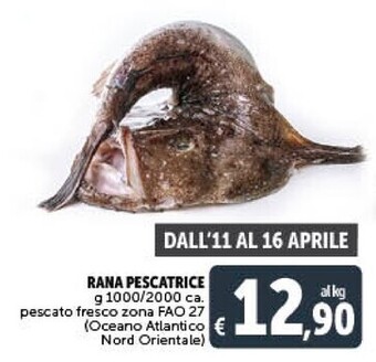 Gourmet Déco Rana pescatrice offerta