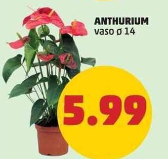 Anthurium