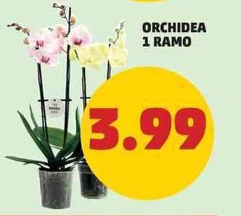 PENNY Orchidea 1 Ramo offerta