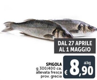 Gourmet Déco Spigola offerta
