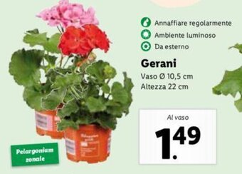 Lidl Gerani offerta