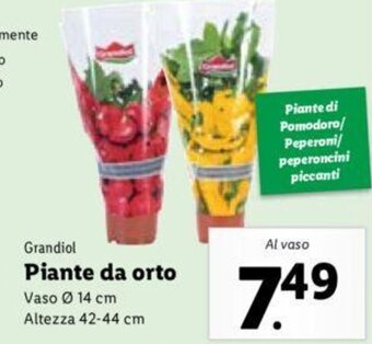 Lidl Grandiol Piante da orto offerta