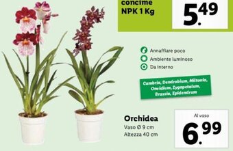 Lidl Orchidea offerta