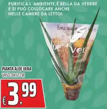 Coop PIANTA ALOE VERA VASO DA 12 CM offerta