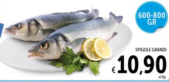 SPIGOLE GRANDI