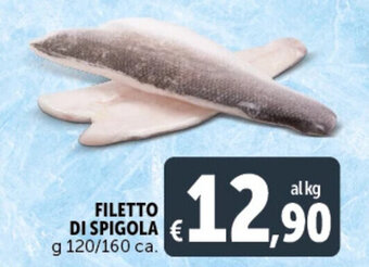 FILETTO DI SPIGOLA g 120/160 ca.