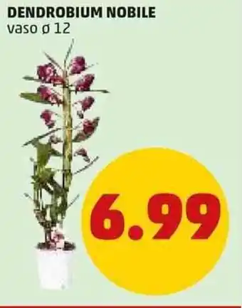 PENNY DENDROBIUM NOBILE vaso ø 12 offerta