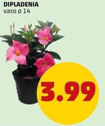 PENNY DIPLADENIA vaso ø 14 offerta