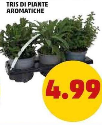 PENNY TRIS DI PIANTE AROMATICHE offerta