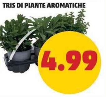 PENNY TRIS DI PIANTE AROMATICHE offerta