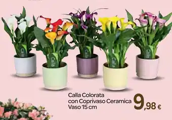 Carrefour Calla Colorata con Coprivaso Ceramica Vaso 15 cm offerta