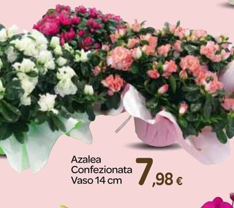 Azalea Confezionata Vaso 14 cm