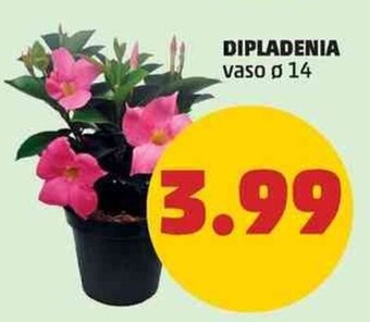 PENNY DIPLADENIA vaso ø 14 offerta