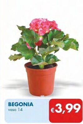 Begonia