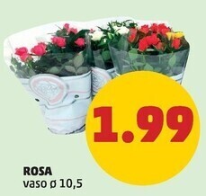 PENNY Rosa offerta