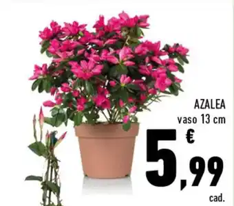 Conad AZALEA vaso 13 cm offerta
