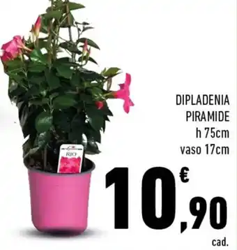 Conad DIPLADENIA PIRAMIDE h 75cm vaso 17cm offerta