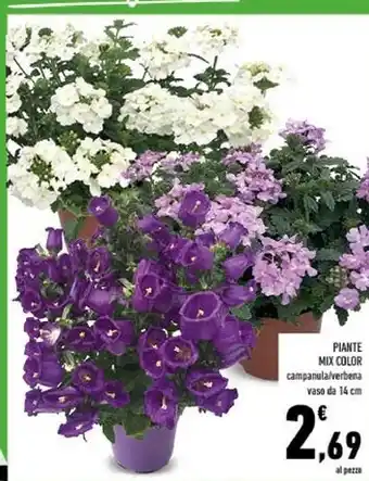 Conad Piante mix color offerta