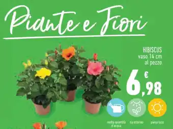 Conad HIBISCUS vaso 14 cm al pezzo offerta