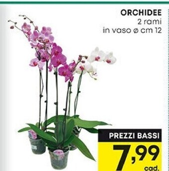 Pam Orchidee offerta