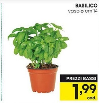 Basilico