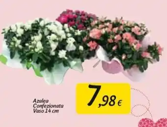 Carrefour Market Azalea Confezionata Vaso 14 cm offerta