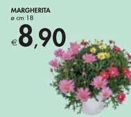 Bennet Margherita offerta