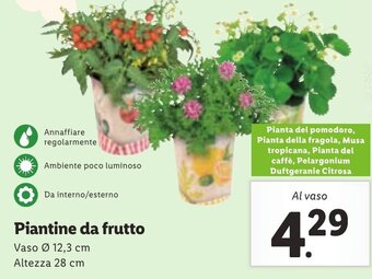 Piantine da frutto