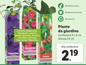 Lidl Piante da giardino offerta