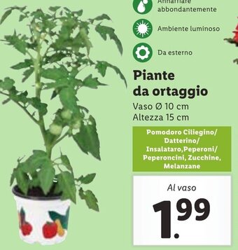 Lidl Piante da ortaggio offerta