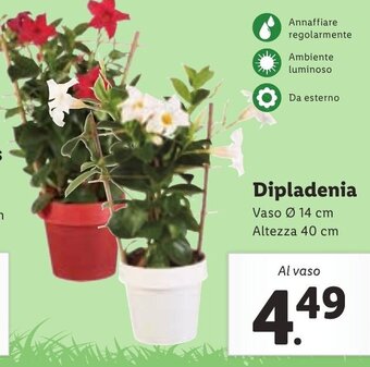 Lidl Dipladenia offerta