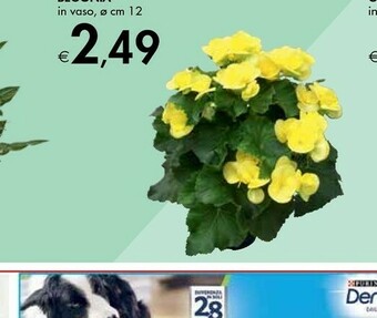 Bennet Begonia offerta