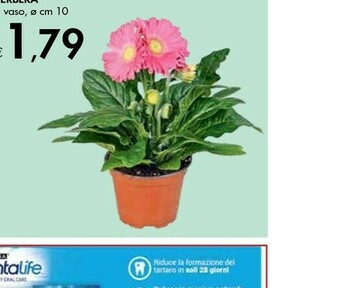 Bennet Gerbera offerta