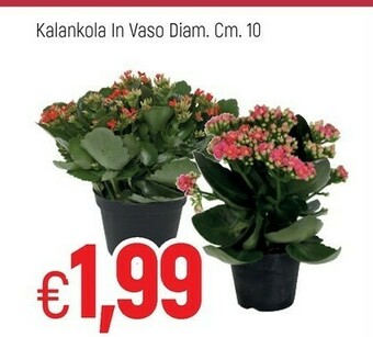 Famila Piante offerta