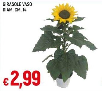 GIRASOLE VASO DIAM. CM. 14