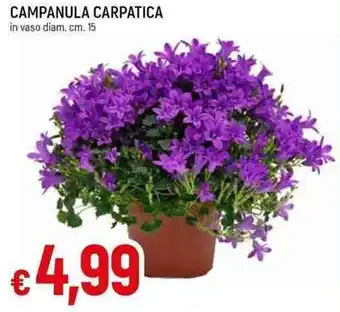 Galassia CAMPANULA CARPATICA in vaso diam.cm. 15 offerta