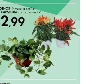 Bennet Pothos In Vaso offerta