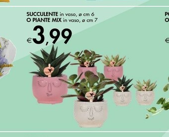 Succulente In Vaso