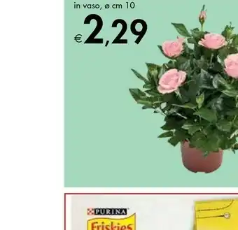 Bennet Rosa In Vaso offerta