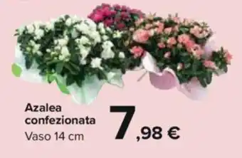 Carrefour Azalea confezionata Vaso 14 cm offerta