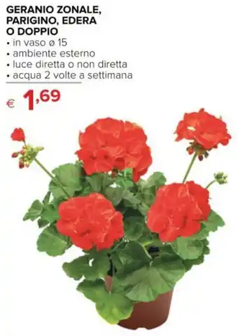 GERANIO ZONALE, PARIGINO, EDERA O DOPPIO • in vaso Ø 15