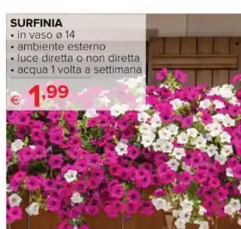 Iperal SURFINIA • in vaso Ø 14 offerta