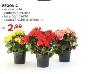 Iperal BEGONIA • in vaso Ø 14 offerta
