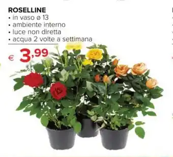 Iperal ROSELLINE • in vaso Ø 13 offerta