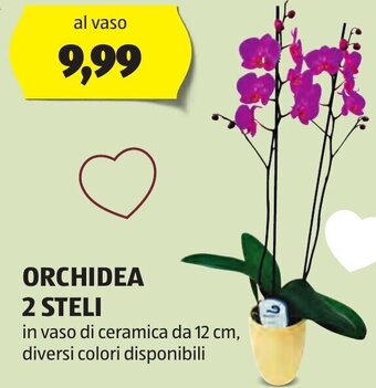 ALDI ORCHIDEA 2 STELI offerta