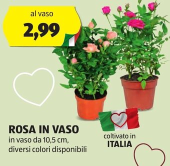 ALDI ROSA IN VASO offerta