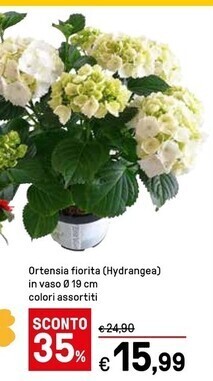 Iper La Grande Ortensia fiorita offerta